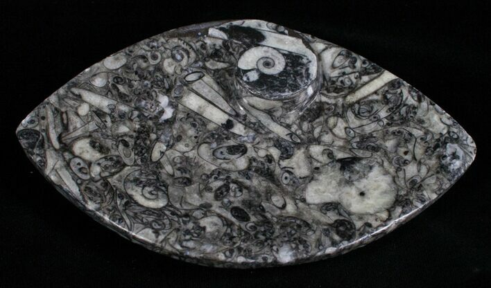 Fossil Goniatite Dish - / Inches Wide #4948